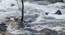 Little Tree in Merced River